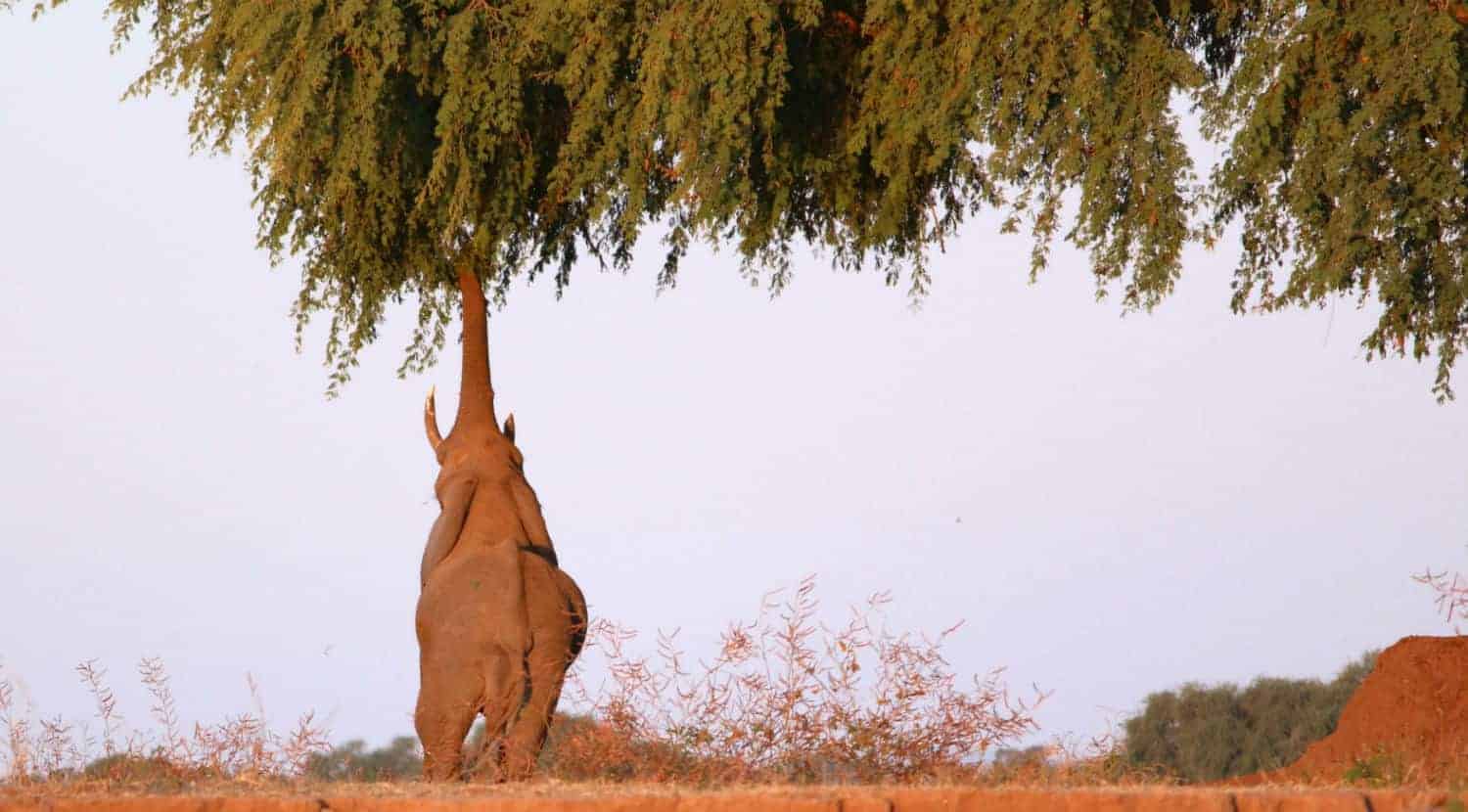 Mana Pools